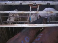 In Sumy, border guards detained a truck with horses