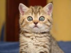 In the United States announced a reward of 100 thousand dollars for the missing cats