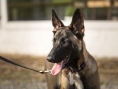 The Shepherd Dog of Mali was awarded the highest award for heroism in battle