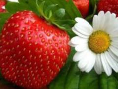 Folk remedies for constipation