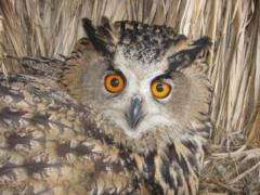 A rare species of eagle owl was found in Belovezhskaya Pushcha