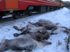 В Норвегии за четыре дня поезда сбили более сотни оленей