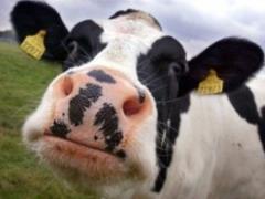 Budget-2018: livestock will send 2.3 billion hryvnia