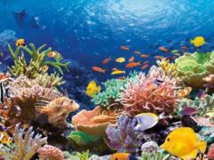 A glimmer of hope . Scientists have come up with how to save the dying Great Barrier Reef