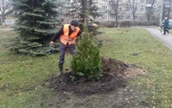 In Kiev, planted  antivandal  Christmas trees
