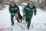 «Сердца совсем нет, что ли? Нелюди!»: как в день защиты домашних животных «Спецавтобаза» «подстрелила» ухоженную собаку с ошейни