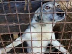 Lutsk shelter for animals will receive from the EU 90 thousand euros