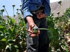 A huge consignment of drugs was seized in Afghanistan