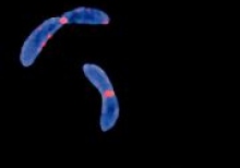 Bacteria can help in creating nanorobots