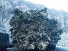 The main tree until it reached the capital