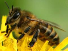 Apocalypse is canceled. Scientists have made an important discovery about bees