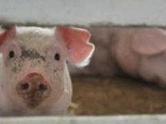 Беларусь ограничила ввоз украинских свиней