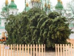 On Thursday, the main Christmas tree in Ukraine will begin to dress up