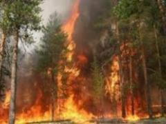 The damage from forest fires in California exceeded nine billion dollars