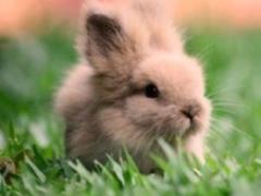 The American pulled the rabbit out of the fire