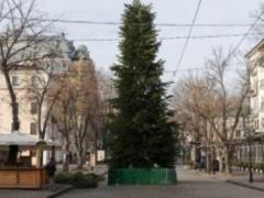 In Odessa on the New Year tree on Deribasovskaya 400 young pine trees were cut down