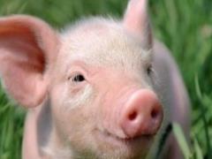 В двух областях Украины зафиксированы вспышки АЧС