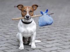 In the capital, there are fewer stray dogs - KSCA