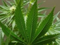 В Дании легализировали марихуану