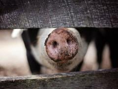The sale of pigs in Ukraine is declining