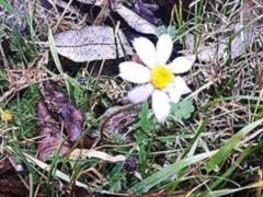 In Melitopol and Zaporozhye, roses and lilacs blossomed among the winter - PHOTOS,