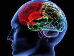 Scientists found the most favorable age for training