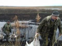В Киевской области чиновники расстреляли лебедей
