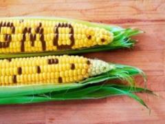 В Украине резко выросло количество продуктов питания с ГМО
