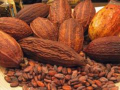 Changing of the climate. Scientists warned when people can stay without chocolate