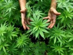 Australia officially introduced the export of medical marijuana