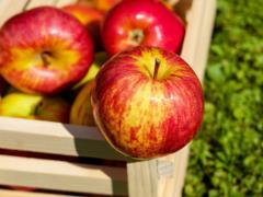 Ukrainian apples appeared in UK stores