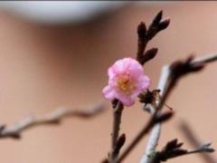 Because of the abnormal weather, cherry bloomed in Odessa