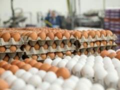 Украина за год экспортировала яиц почти на 70 млн долларов