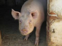 Meat war with the EU will cost Russia dearly