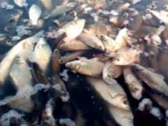 Near Odessa mass fish perishes