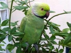 In the Netherlands, an alarm is sounded: there are too many parrots in the country