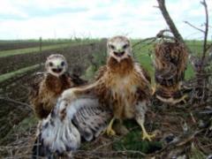 The reason for the pest of birds in the Kherson region has become known