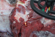 In Nizhny Sergi detained a poacher who killed an elk for a New Year s table. PHOTO 18+