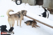 In Revda, a two-year-old boy was attacked by a dog during a walk