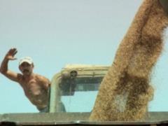 Ukrainian farmers continue to beat harvest records