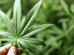 In Kharkov, a man received a term for trafficking in cannabis