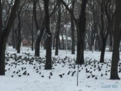 In the Odessa region, the invasion of starlings - PHOTOS,