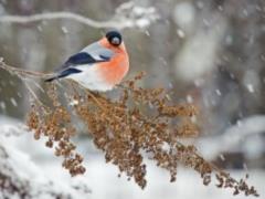 On Wednesday, Ukraine will be covered by frosty air, in some places snowstorms