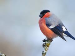 Ukraine privatized bullfinches