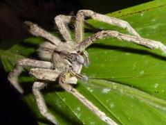 In Germany there is a panic due to Brazilian spiders in bananas