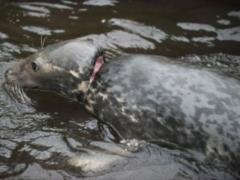In Britain, from strangulation, the seal was rescued