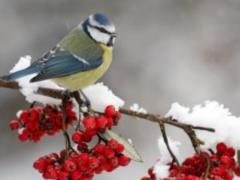 On Friday, small snow in Ukraine, in the Chernigov and Sumy regions to minus 19