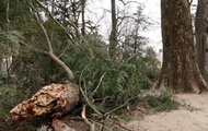Storm knocked down Washington planted tree