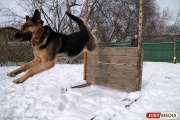 Овчарка Дик из ИК-19 помогла задержать четырех подозреваемых и продемонстрировала мастерство собачьего паркура. ФОТО,