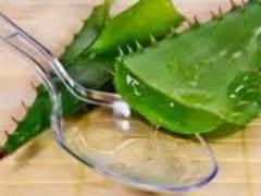 It became known why Aloe Vera is called a plant of immortality